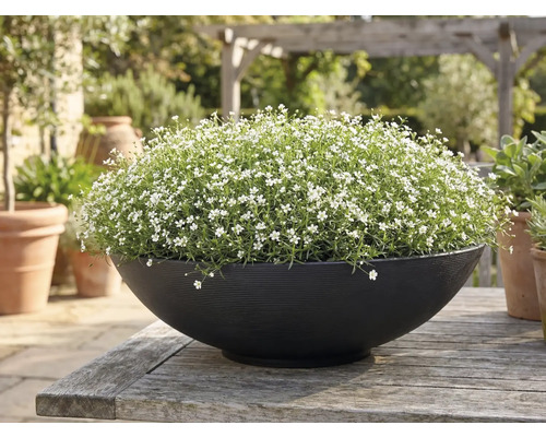 Kulatý černý květináč s drobnými bílými květy na rustikálním dřevěném stole na zahradě.