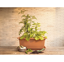 Obdélníkový truhlík v terakotové barvě s rostlinami rajčat a zeleniny na dřevěném stole před cihlovou zdí.