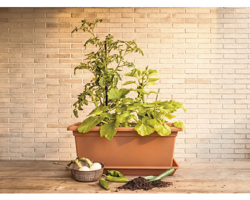 Obdélníkový truhlík v terakotové barvě s rostlinami rajčat a zeleniny na dřevěném stole před cihlovou zdí.