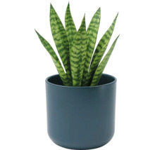 Sansevieria tchynin jazyk v kulatém tmavě modrém keramickém květináči. Pokojová rostlina se vzpřímenými vzorovanými listy.