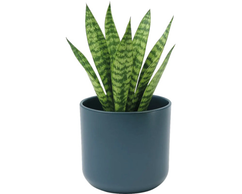 Sansevieria tchynin jazyk v kulatém tmavě modrém keramickém květináči. Pokojová rostlina se vzpřímenými vzorovanými listy.