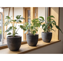 Tři rostliny Monstera v tmavě šedých květináčích na dřevěném parapetu ve světlém pokoji.