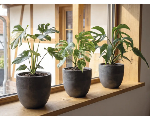 Tři rostliny Monstera v tmavě šedých květináčích na dřevěném parapetu ve světlém pokoji.