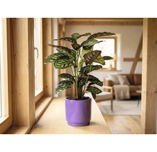 Pokojová rostlina Calathea ve fialovém květináči na dřevěném okenním parapetu ve světlém, moderně zařízeném obývacím pokoji.