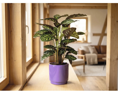 Pokojová rostlina Calathea ve fialovém květináči na dřevěném okenním parapetu ve světlém, moderně zařízeném obývacím pokoji.