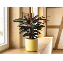 Pokojová rostlina Calathea ve žlutém keramickém květináči na dřevěném okenním parapetu v prosvětlené místnosti.