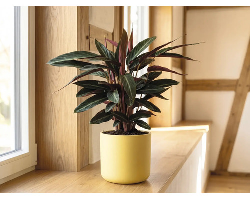 Pokojová rostlina Calathea ve žlutém keramickém květináči na dřevěném okenním parapetu v prosvětlené místnosti.