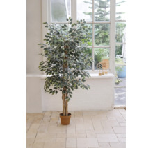 Umělý Ficus benjamina s panašovanými listy v hnědém květináči, umístěný ve světlém pokoji před oknem.