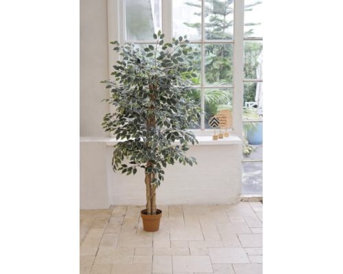 Umělý Ficus benjamina s panašovanými listy v hnědém květináči, umístěný ve světlém pokoji před oknem.