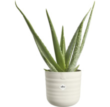 Rostlina Aloe Vera v světlém, vroubkovaném květináči s logem elho.