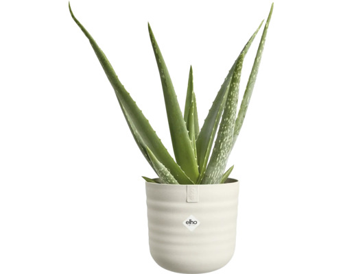 Rostlina Aloe Vera v světlém, vroubkovaném květináči s logem elho.