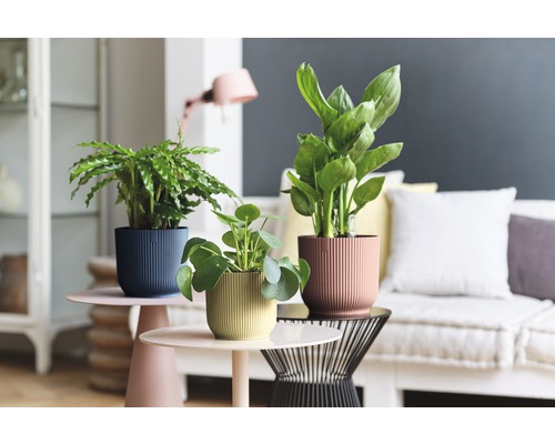 Dekorativní pokojové rostliny ve strukturovaných květináčích na odkládacích stolcích v obývacím pokoji