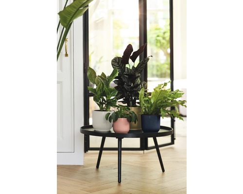 Čtyři pokojové rostliny v ozdobných květináčích na černém stole