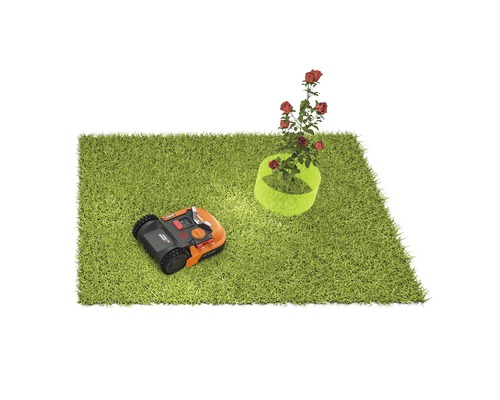 Robotická sekačka na trávníku s keřem růží