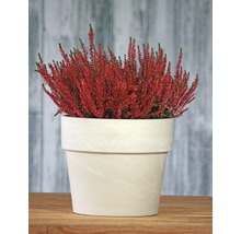 Vřes obecný v květináči