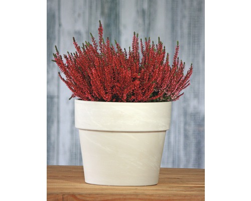 Vřes obecný v květináči