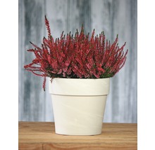 Vřesovec v květináči