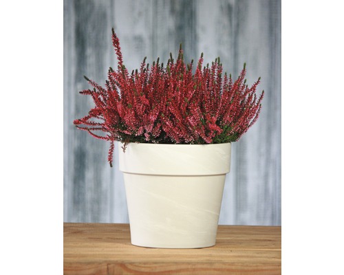 Vřesovec v květináči