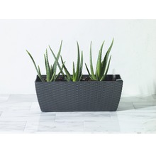 Rostliny Aloe Vera v květináči