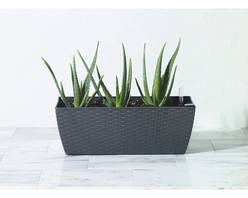 Rostliny Aloe Vera v květináči