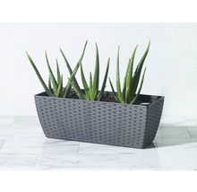Aloe Vera rostliny v šedé květináčové nádobě