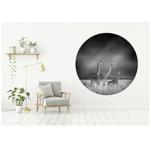 Fototapeta vliesová Žirafy čb 95 cm