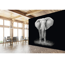 Fototapeta vliesová Slon čb 243x184 cm