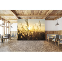 Fototapeta vliesová Bluegrass 243x184 cm