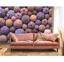 Fototapeta vliesová Mušle 340x254 cm