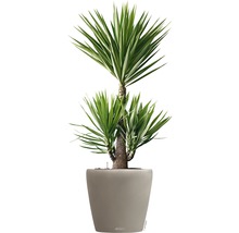 Yucca pokojová rostlina v květináči