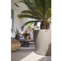 Scéna s okrasnou palmou v květináči venku a skupinou lidí v pozadí