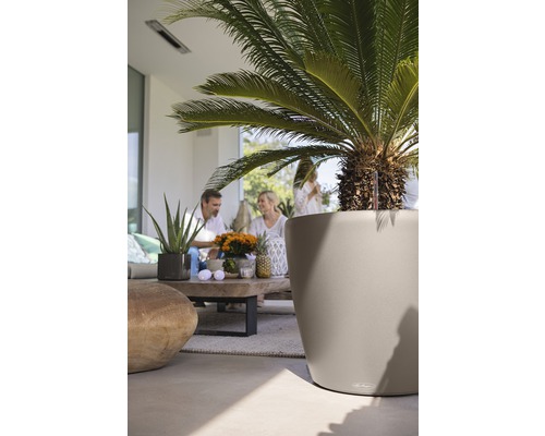 Scéna s okrasnou palmou v květináči venku a skupinou lidí v pozadí