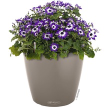 Květináč s fialovými a bílými květy