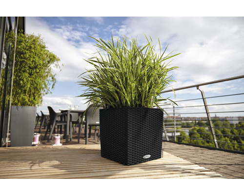 Rostlina v hranatém proutěném květináči na dřevěné terase