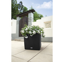 Černý květináč s bílými květy na zahradě