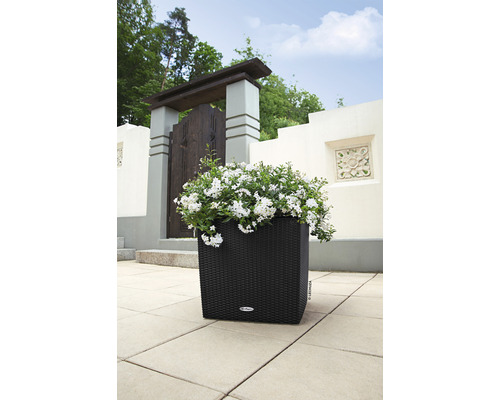 Černý květináč s bílými květy na zahradě