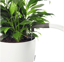 Pokojová rostlina se zavlažovacím systémem v květináči