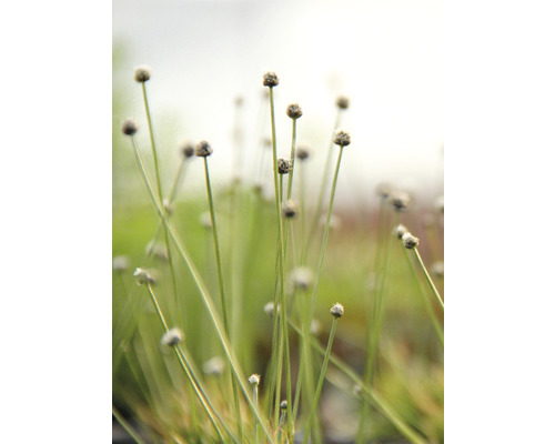 Detail trsnatého porostu na zahradě