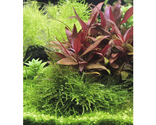 Akvarijní rostliny se zelenými a načervenalými listy