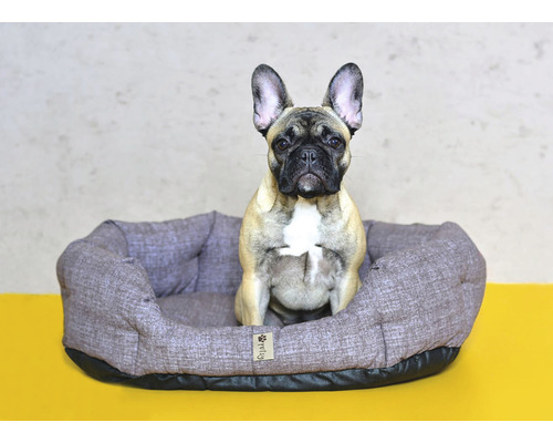 Francouzský buldoček v šedé psí posteli