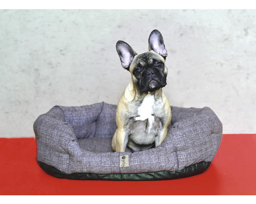 Francouzský buldoček sedí v šedé psí posteli