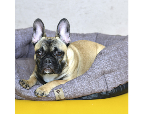 Francouzský buldoček leží v pelíšku pro psy
