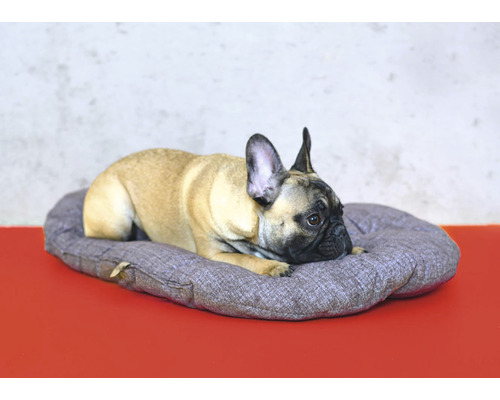 Francouzský buldoček leží na pelíšku pro psy.