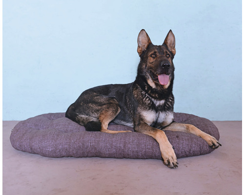 Německý ovčák odpočívá na pelíšku