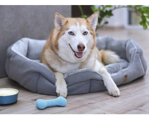 Husky leží v pelíšku pro psy s kostí a miskou na jídlo