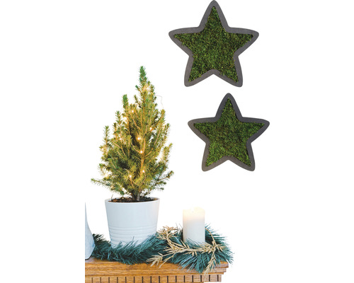 Dekorativní aranžmá s malým vánočním stromkem, svíčkou a mechovými hvězdami