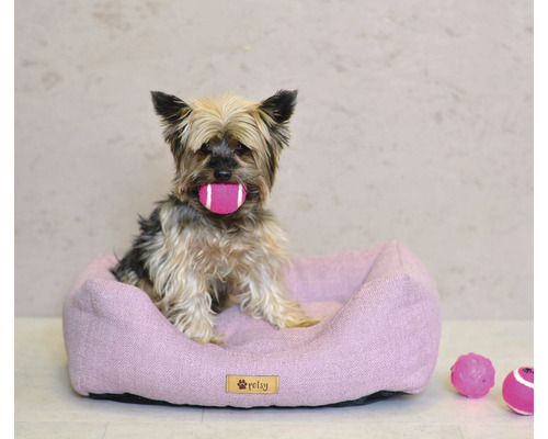 Yorkshirský teriér s hračkou v tlamě sedí v lila psí posteli