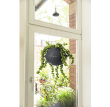 Závěsná rostlina v květináči u okna