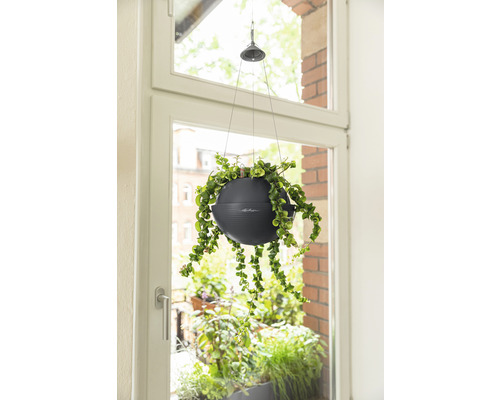Závěsná rostlina v květináči u okna