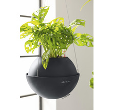 Závěsná rostlina v kulatém, tmavém květináči se zavlažovacím systémem značky Lechuza